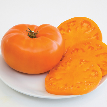 Orange Brandywine Tomato