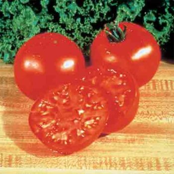 Burpee's Big Boy Hybrid Tomato