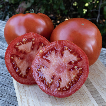 Tomato, Celebrity Plus Hybrid&nbsp;