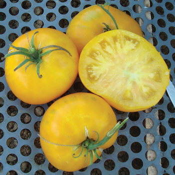 Giallo De Summer Tomato