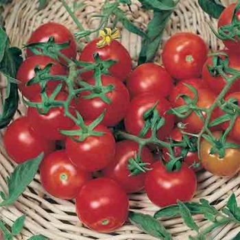 Large Red Cherry Tomato