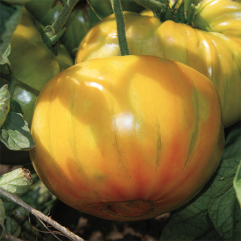 Tomato, Old German  Tomato, Old German