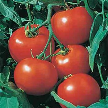 Rutgers Tomato
