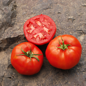 Tomato, Rutgers 250