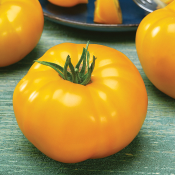 Tomato, Spark's Yellow  Tomato, Spark's Yellow