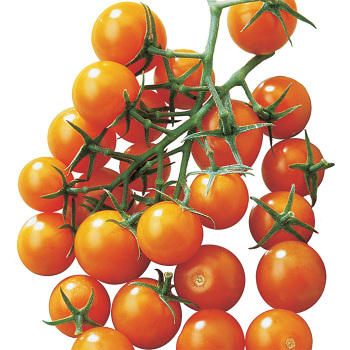 Sunsugar Hybrid Tomato