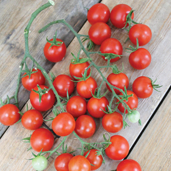 Tomato, Sweet Million Hybrid