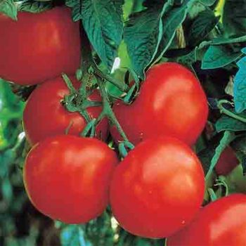 Ultimate Opener Hybrid Tomato