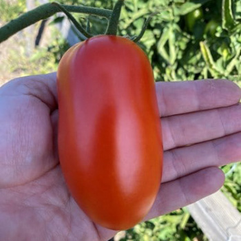 Zenzei Hybrid Vff Tomato