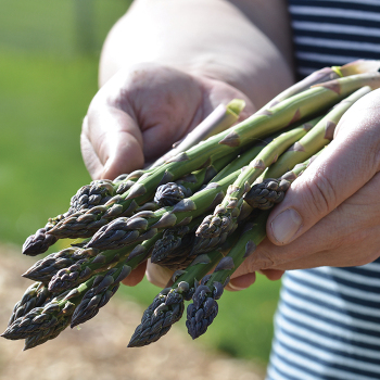 Product Image of Jersey Knight Hybrid Asparagus