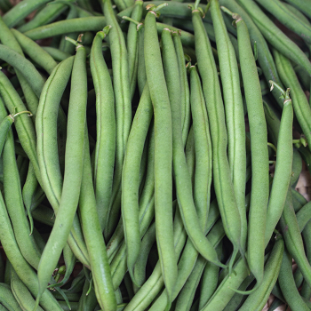 Bean, Bush, Blue Lake Superior  Bean, Bush, Blue Lake Superior