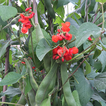 Blackcoat Runner Bean