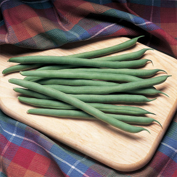 Kentucky Blue Pole Bean