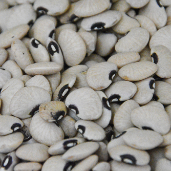 Bean, Pole, Alabama Black Eye Lima Bean, Pole, Alabama Black Eye Lima