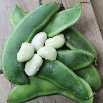 Burpee Improved Bush Lima Bean