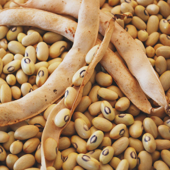 Bean, Hutterite Soup