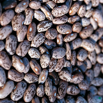 Pinto Bean