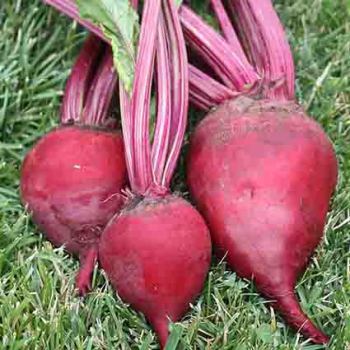 Crosbys Extra Early Egyptian Beet