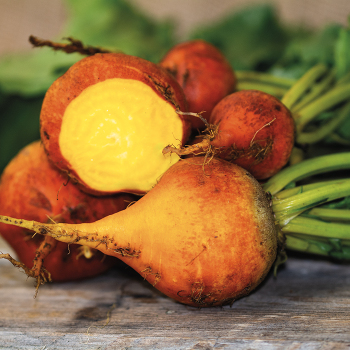 Beet, Golden Detroit 