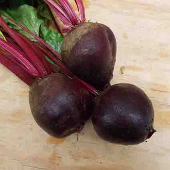 Early Wonder Beet