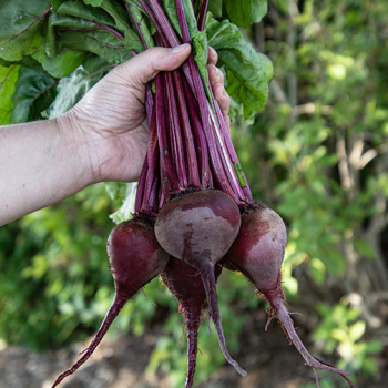 Beet, Early Wonder Tall Top