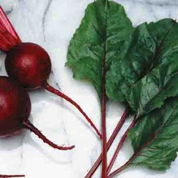 Winter Keeper Lutz Green Leaf Beet