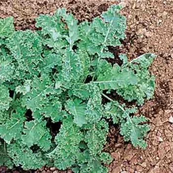 Dwarf Blue Curled Scotch Kale