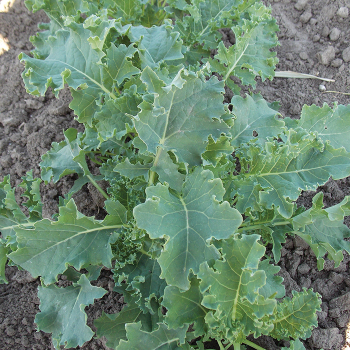 Kale, Dwarf Blue Curled Scotch Kale, Dwarf Blue Curled Scotch