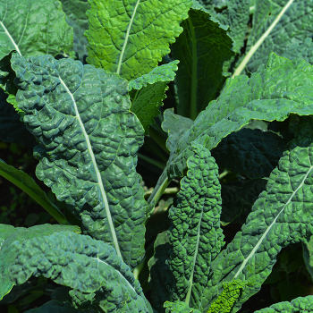 Kale, Lacinato  Kale, Lacinato