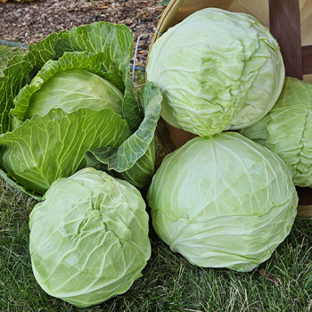 Cabbage, Danish Ballhead&nbsp;