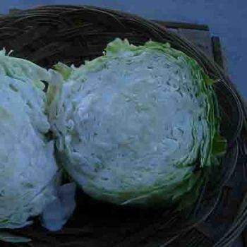 Early Copenhagen Market Cabbage