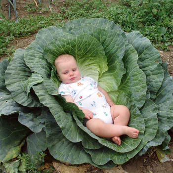 Megaton Hybrid Cabbage