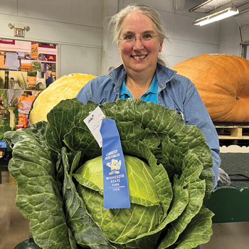 Cabbage, Megaton Hybrid