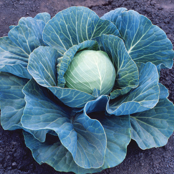 Stonehead Hybrid Cabbage