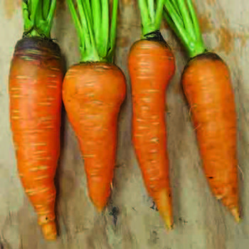 Flakkee Carrot