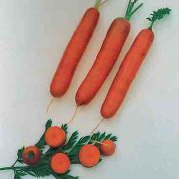Little Finger Baby Carrot