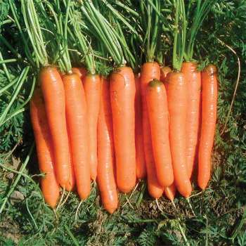 Yaya Hybrid Carrot Seed