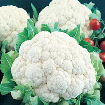 Snowball Self-Blanching  Cauliflower