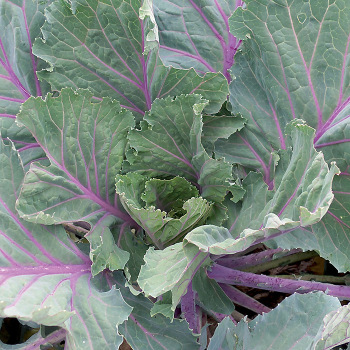 Collards, Ole Timey Blue  Collards, Ole Timey Blue