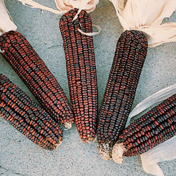 Bloody Butcher Corn