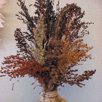 Old Fashioned Rainbow Broom Corn