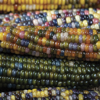 Corn, Ornamental, Glass Gem 