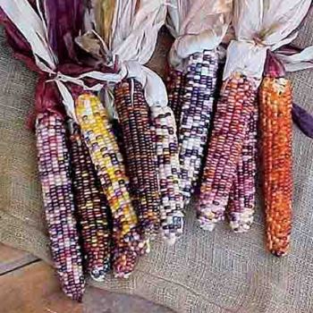 Rainbow Indian Corn