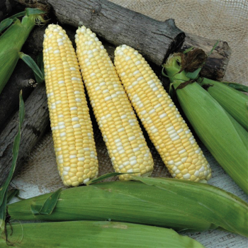 Catalyst XR Hybrid Sweet Corn