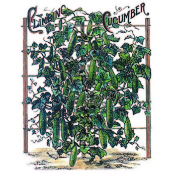 Early Cluster or Russian Cucumber