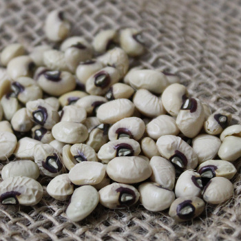 Coronet Cowpea