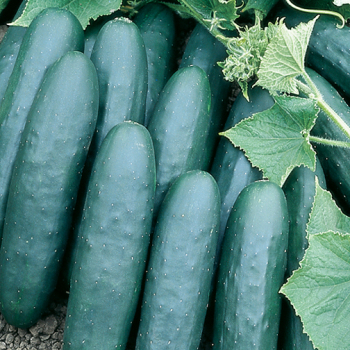 Cucumber, Marketmore 76&nbsp;