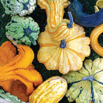 Gourd, Beetlejuice Mix Hybrid Gourd, Beetlejuice Mix Hybrid