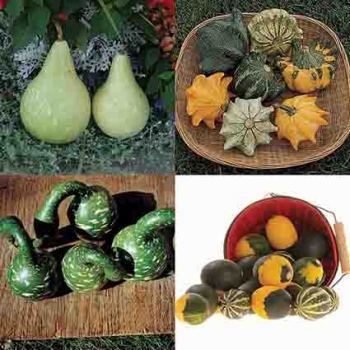 All Types Mixed Gourds