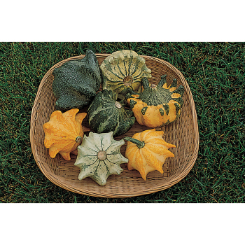 Crown Of Thorns Gourd